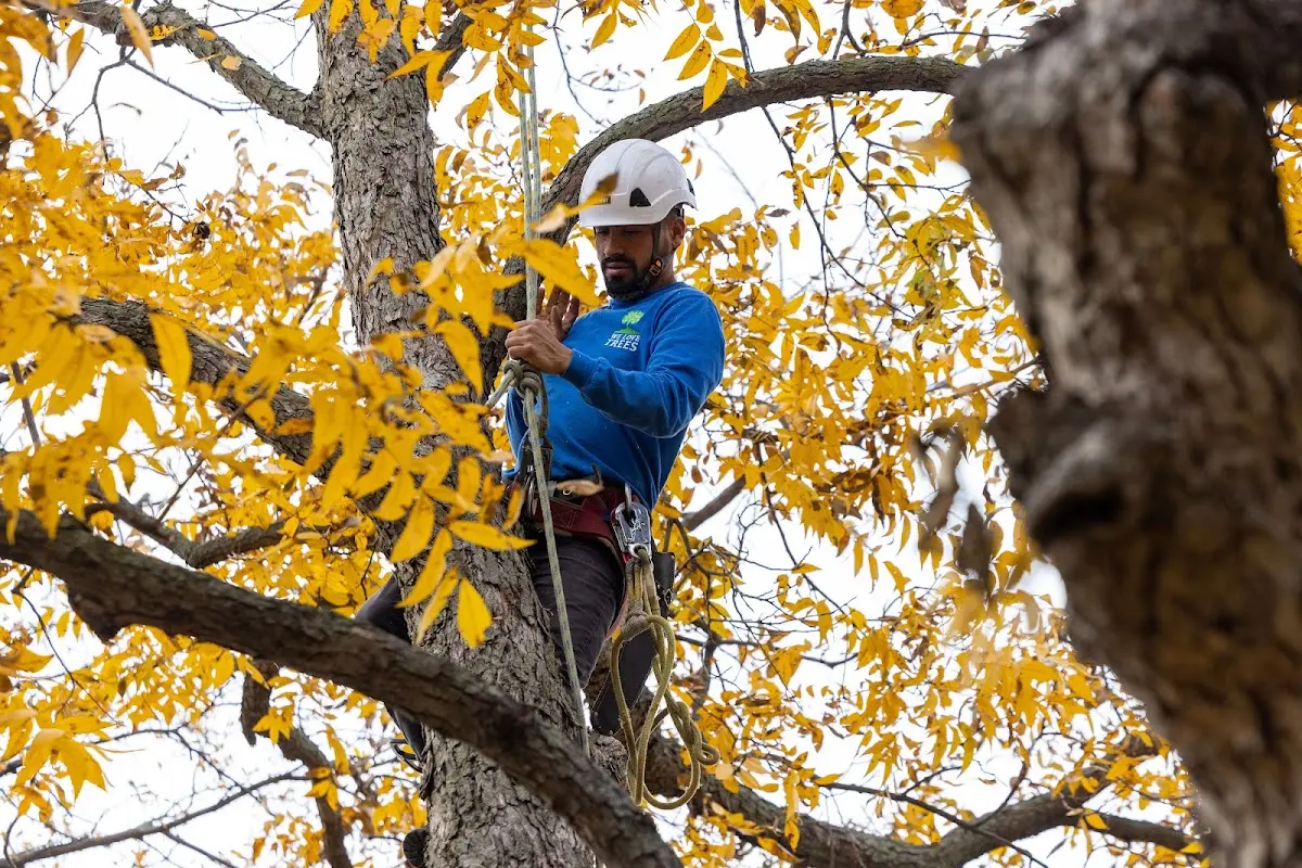 Skilled Tree Planing crew working in Gibsonburg